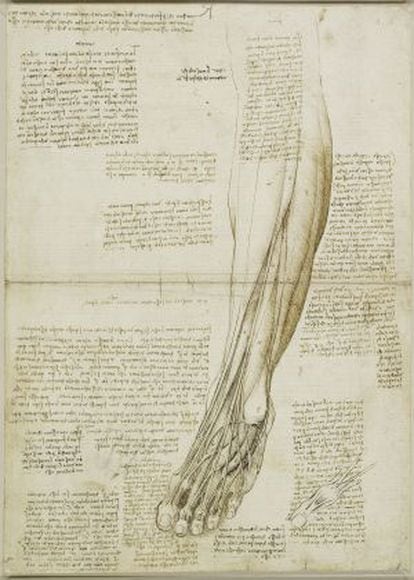 'Los músculos y los tendones de la pierna y el pie'. c.1510-11 Royal Collection Trust / (C) Her Majesty Queen Elizabeth II 2013.