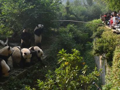 Siete cachorros panda en el Centro para la Investigación y la Reproducción del Panda Gigante, en Chengdú (China).