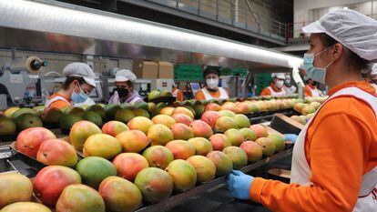 Trabajadoras en la planta de producción de mango de Trops, en Vélez-Málaga.