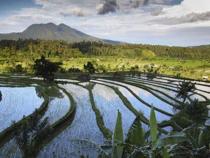 Los campos de arroz salpican la geograf&iacute;a de la isla.