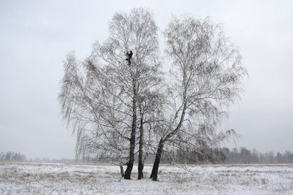 Alexei Dudoladov, en lo alto del abedul en el que encuentra conexión móvil, en Omsk, una región de Siberia