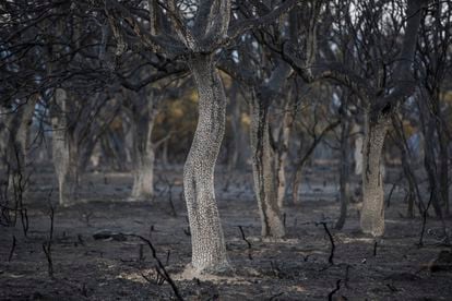El incendio de la sierra de la Culebra (Zamora) ha arrasado 30.800 hectáreas y se ha convertido en el más grande de la historia de Castilla y León y uno de los más devastadores de la historia de España. El fuego se mantuvo descontrolado entre el miércoles 15 y el domingo 19 de junio gracias al intenso calor, los fuertes vientos, la falta de cuidados de los bosques y la escasez de medios de Castilla y León.