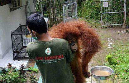 Els orangutans de Borneo estan amenaçats per la producció d'oli de palma.