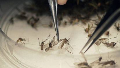 Las investigaciones se volcaron en el zika ante el aumento de enfermedades neurológicas en bebés nacidos de madres infectadas por el virus. 