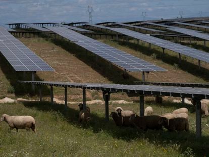Un rebaño de ovejas pasta bajo las placas solares de la planta fotovoltaica La Solanilla en Trujillo (Cáceres).