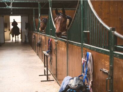MBA en Dirección y Gestión de Centros de Cuidados, Rehabilitación y Entrenamiento Ecuestre. 