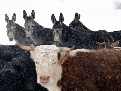 Burros se mezclan con el ganado en el Rancho Sherman Creek en el Condado de Jackson, Colorado.