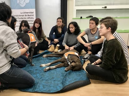 Un grupo de alumnas participan en la terapia asistida con perros en la Facultad de Educación de la Universidad Complutense.