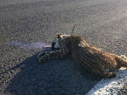 Fotograf&iacute;a facilitada por WWF del ejemplar de lince ib&eacute;rico muerto este mes atropellado en Huelva.