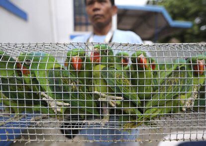 Loros nuquiazules son expuestos tras haber sido confiscados por la policía en una comisaría en Manila (Filipinas) el 12 de junio de 2014.