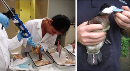 A la izquierda, la investigadora trabaja en un molde de vagina de pata. A la derecha, el pene de un pato zambullidor.
