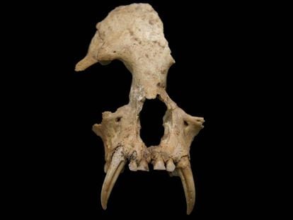 Cráneo de 'Junzi imperialis', la especie de gibón extinto descubierta en China.