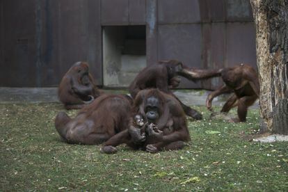 La orangutana 'Jawi', el lunes, con su cría recién nacida en el Zoo de Barcelona. Al fondo, a la izquierda, la abuela de la criatura, la anciana 'Locki', de 39 años.