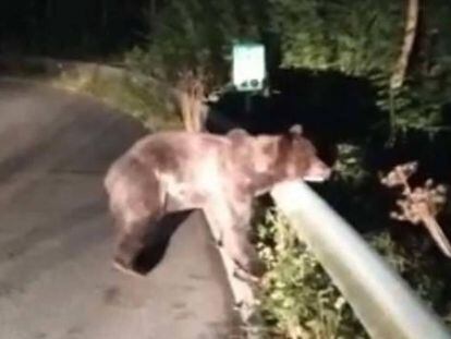 En busca de Santiaguín, el oso atropellado en Asturias