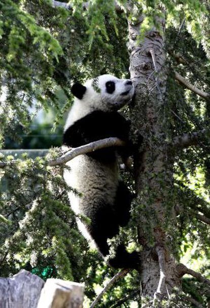 'Xing Bao' nació hace 10 meses.