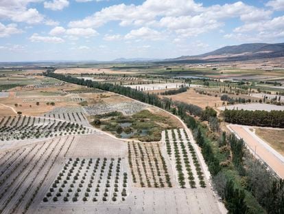 Cultivos en la zona de las Tablas de Daimiel (Ciudad Real), una zona natural muy afectada por la sequía.