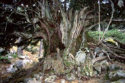 El Tejo de Rascafría es, posiblemente, el árbol más viejo de España. Se le calcula una edad de entre 1.000 y 1.500 años. Suelen ser muy longevos y raramente forman pequeños bosques. Este ejemplar es uno de los más de 3.500 árboles catalogados como singulares en España.