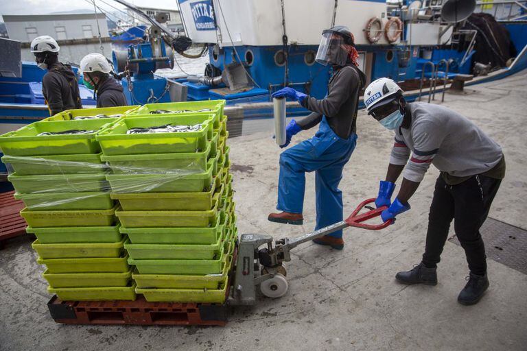 Varios trabajadores con medidas de protección descargan anchoas en el puerto de Hondarribia (Gipuzkoa).