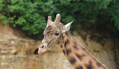 Sacha, la semental jirafa, en el zool&oacute;gico de Dou&eacute;-la-Fontaine (Francia).