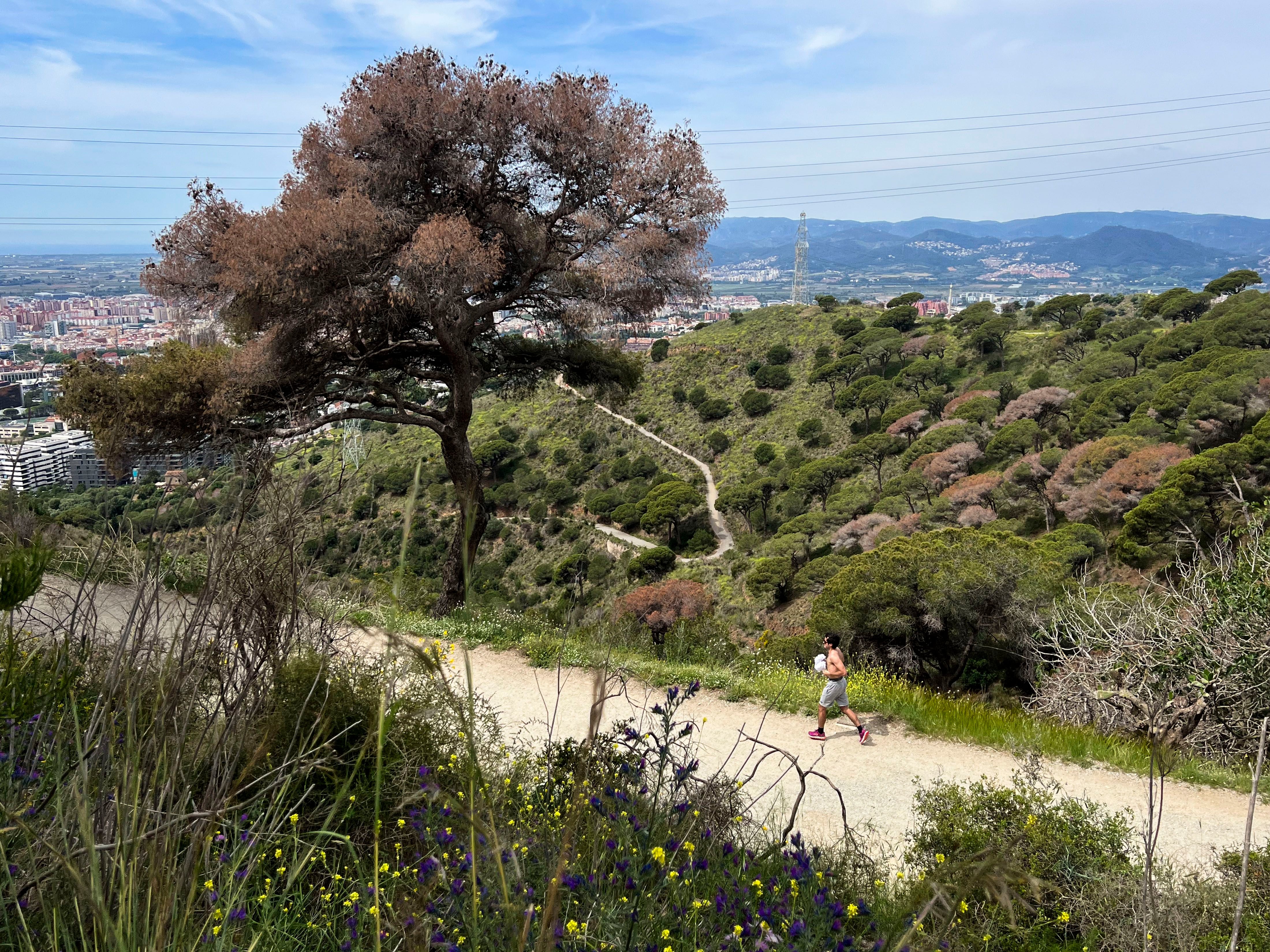 Los árboles muertos por la sequía convierten los bosques catalanes en un polvorín para el verano