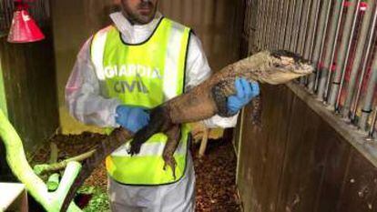 El dragón Komodo encontrado en un local de Cornellà de Llobregat.