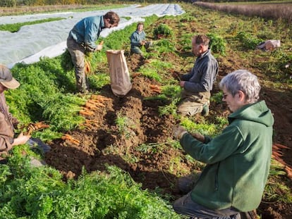 La reforma laboral multiplica por cinco los contratos de carácter indefinido en la agricultura. 