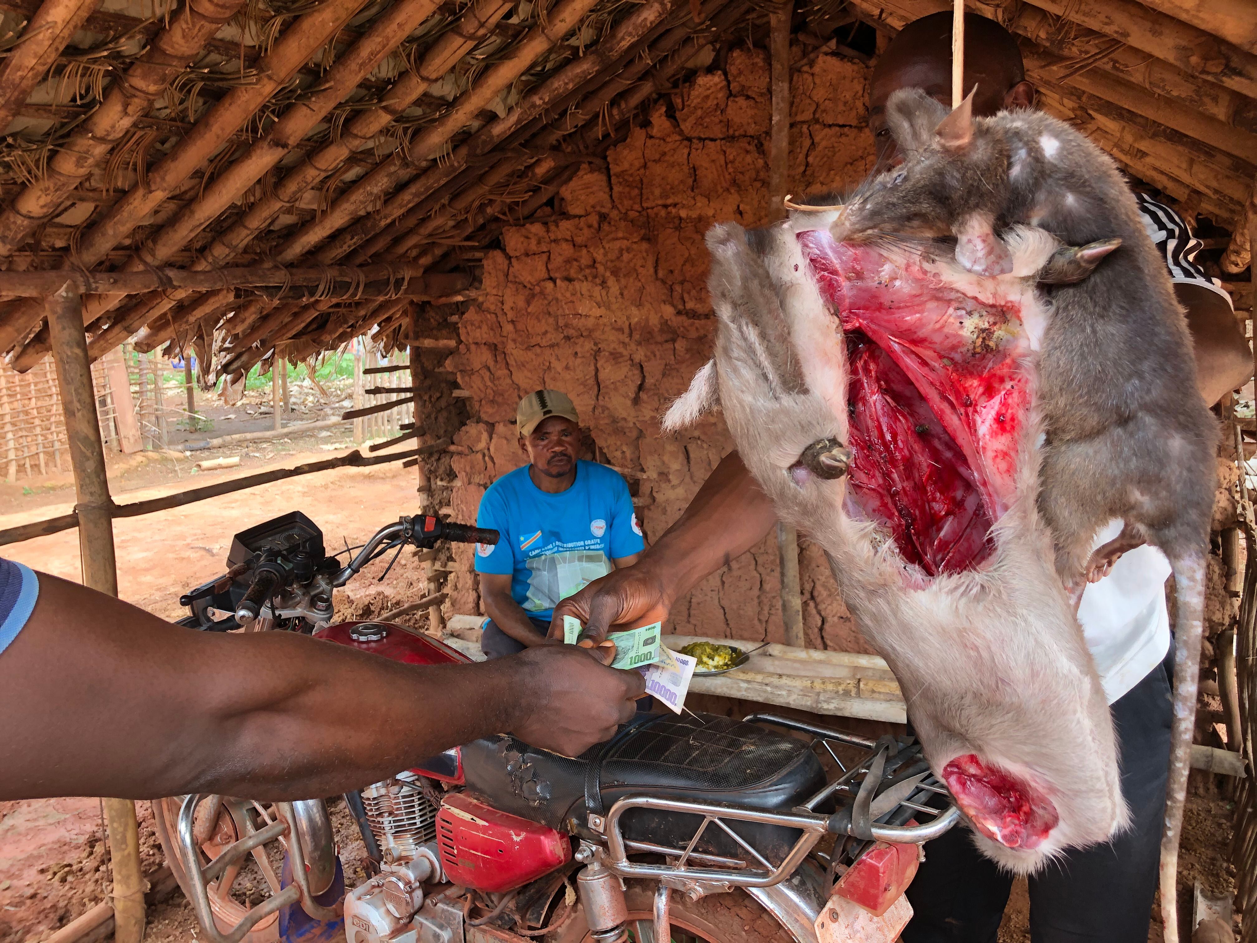 Compraventa de carne fresca de una especie protegida de antílope en el noreste de la RDC. La caza comercial se intensifica mucho junto a las carreteras, que abren el acceso a la selva y permiten vender el producto más rápido.