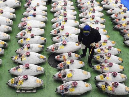 Subasta de atunes gigantes en las nuevas instalaciones de la lonja de pescado de Toyosu, en Tokio.