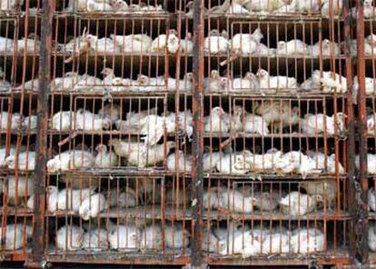 Un camión procedente de la granja infectada cerca de Seúl transportaba jaulas con pollos, algunos vivos, otros muertos.