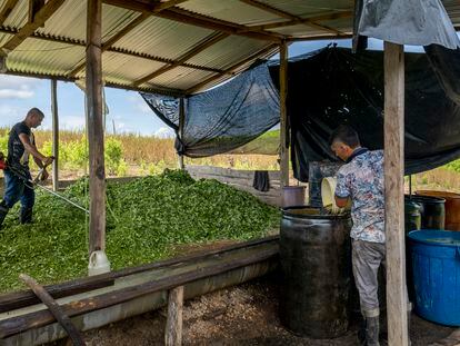 Trabajadores en un campo de coca en el norte de Santander (Colombia), en octubre de 2022.