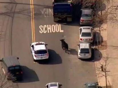 El animal se fuga de un matadero y espanta a los vecinos del distrito de Queens