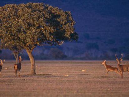 Imagen del Parque Nacional de Caba&ntilde;eros.