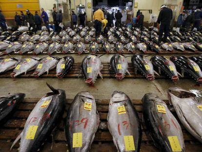 Venta de atún rojo en la lonja de Tokio (Japón). En vídeo, una de cada ocho especias animales y vegetales podría desparecer en 20 años.