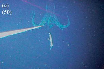 Una de las más de 550 imágenes de un calamar gigante que afirman haber tomado dos biólogos japoneses con cámara automática a 900 metros de profundidad.