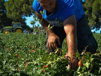 José Luis Pérez, agricultor y migrante climático, examina su tomatera en Rota (Cádiz), el pasado 13 de julio de 2023.
