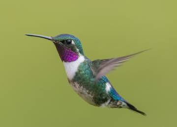 Un colibrí en Caldas (Colombia).