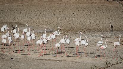 Unos flamencos recorren una laguna completamente seca en La Cañada de los Pájaros, un humedal en Sevilla junto al Espacio Natural de Doñana.