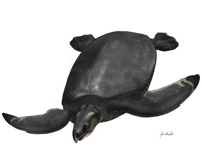 Recreación del aspecto de la tortuga marina gigante fósil descubierta en el Pirineo.