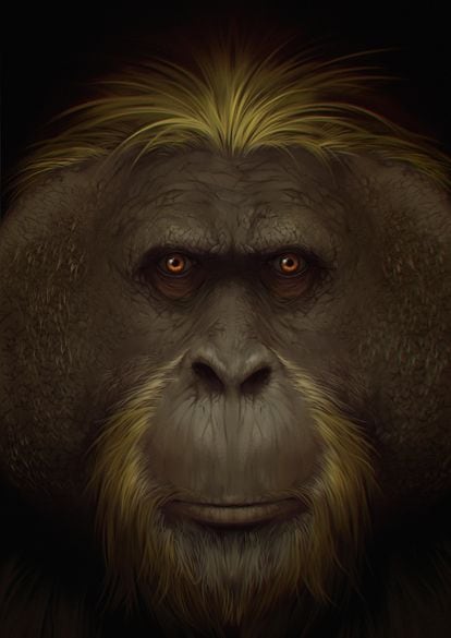 Reconstrucción del rostro del 'Gigantopithecus blacki'