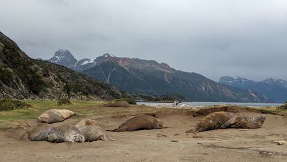 Un grupo de elefantes marinos en Tierra de Fuego, Chile.