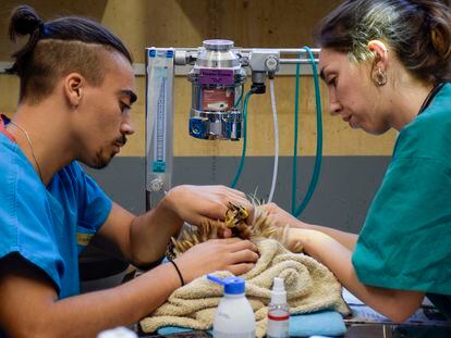 Dos veterinarios revisan un águila en el Hospital de Fauna Salvaje que tiene Grefa en el municipio madrileño de Majadahonda.