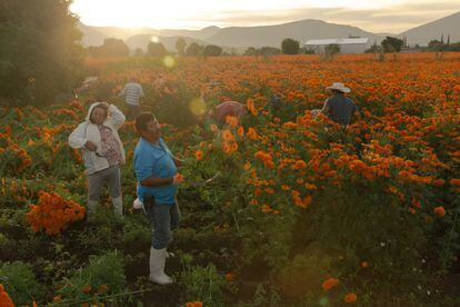 Cempasúchil o también llamada 'flor de muerto' es cosechada en diferentes municipios en el Estado de Puebla (México).