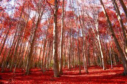 Bosque en el parque natural del Montseny (Cataluña).