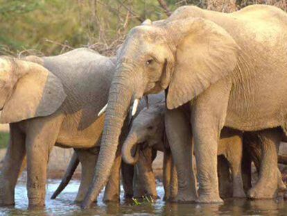 Elefantes en el Parque Kruger, Sudáfrica.