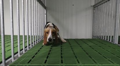 Un perro que sale en el vídeo publicado por Cruelty Free International.