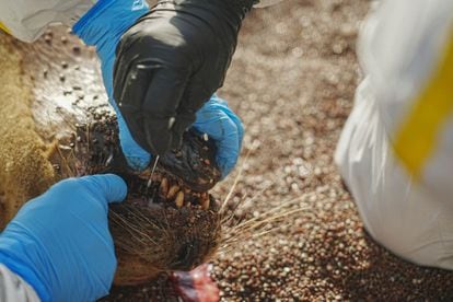 Los técnicos del SERNANP recogen muestras de un lobo marino muerto en la Reserva Nacional de Paracas, el 25 de enero.