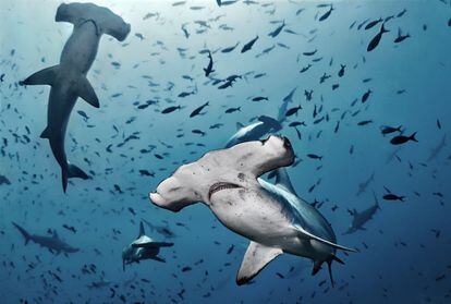 Espectacular toma de varios ejemplares de tiburón martillo en medio de otras especies. La biodiversidad de la Dorsal de Nasca es dispendiosa. 