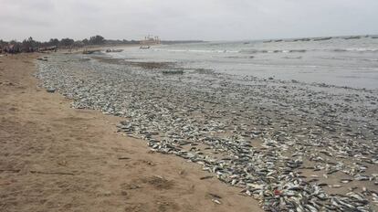 Peces muertos en la playa de Gunjur, en Gambia.
