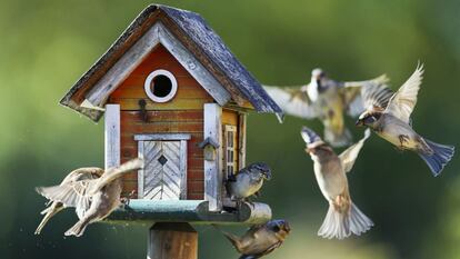 Un grupo de gorriones revolotea alrededor de un comedero para pájaros en Putgarten (Alemania).