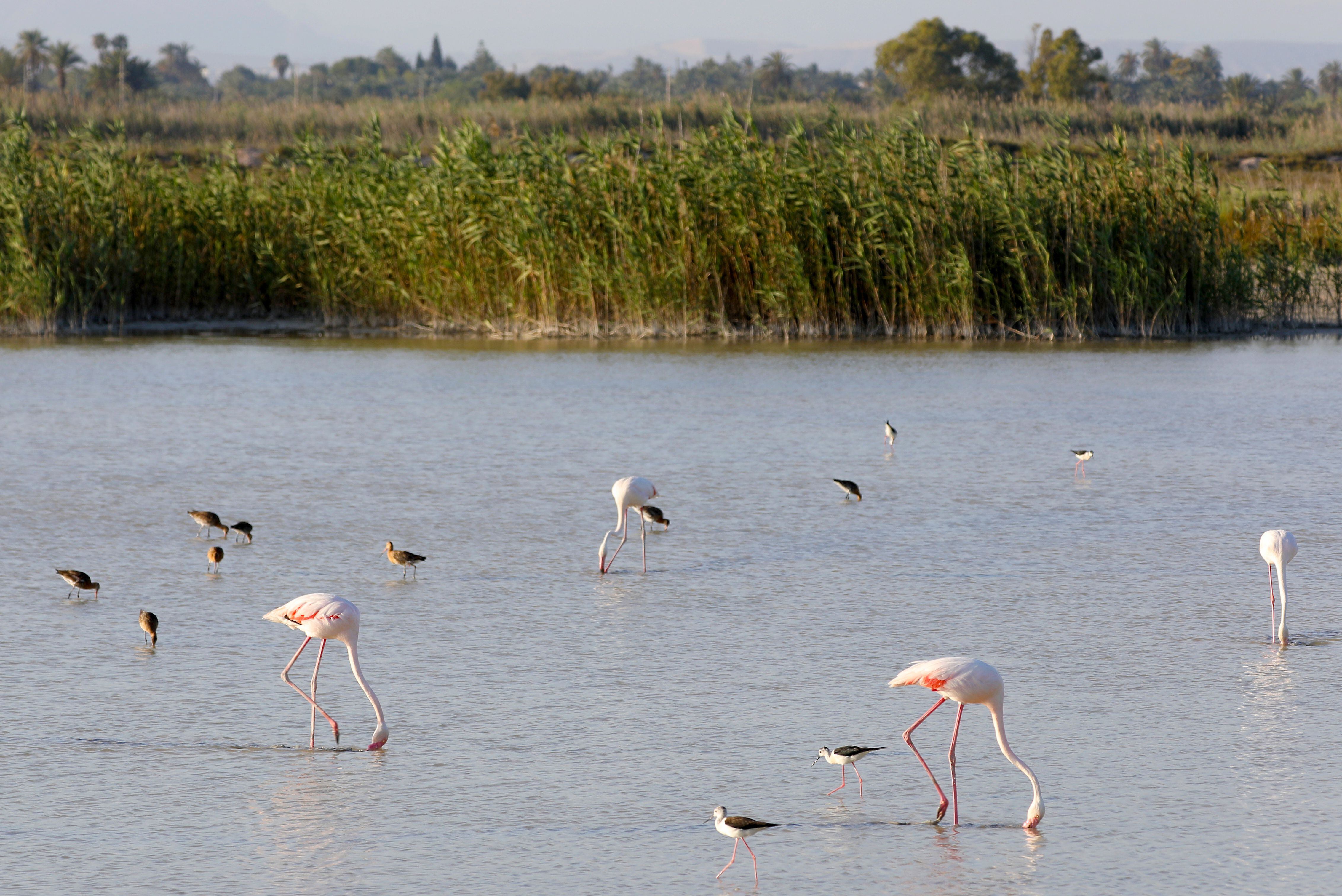 El menú de los flamencos alimenta el turismo de naturaleza en el sur de Alicante